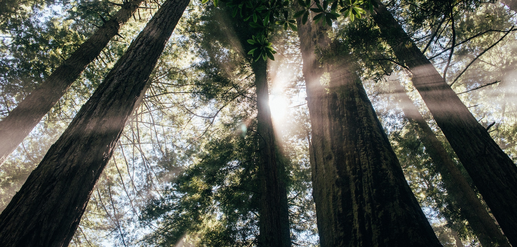 Trees by Spencer Backman on Unsplash